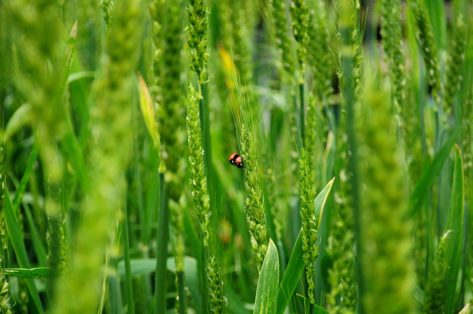 equilibrio-che-cosa-biodiversità - blog