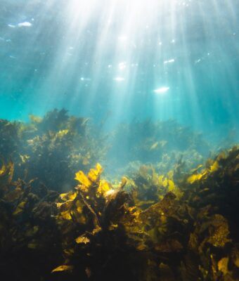 cosa sono i biocarburanti ad alghe marine